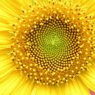 Close-up of a vibrant sunflower with golden yellow petals and a green center.